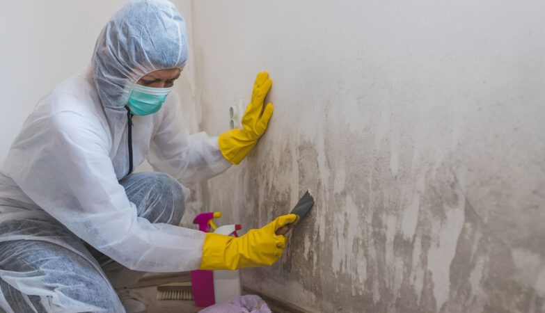 Mold Removal