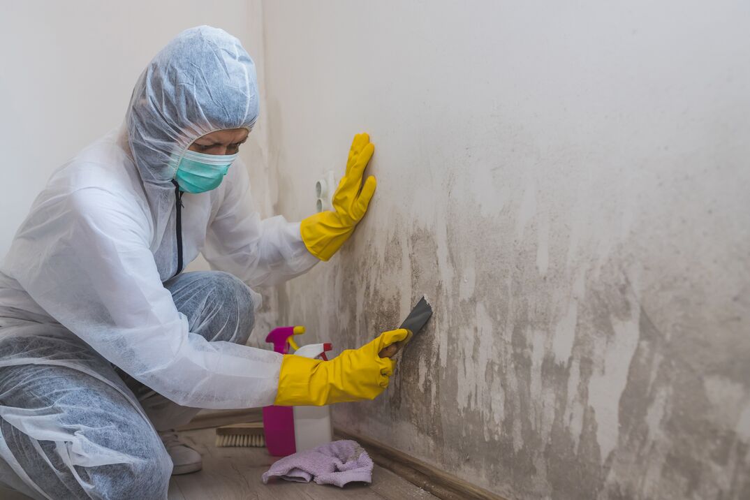 Mold Removal – How to Get Rid of Mold in Your Home